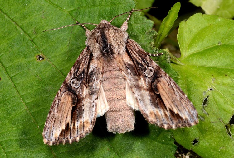 Noctuidae molto variabile